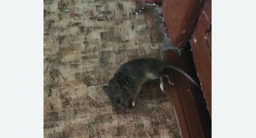 Дезинфекция от мышей в ЦАО Москвы
